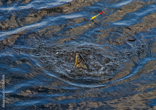 Canvastavla Close-up of hooked fish breaking water with ripples and bobber, recreational fis