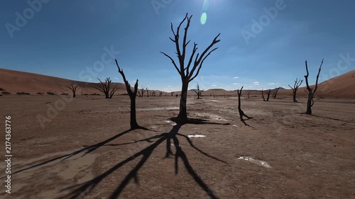 Dry trees in desert crater area at Deadvlei in Sossusvlei territory - Namibian world famous desert - African nature wonder with unique wild landscape in Namibia near South Africa