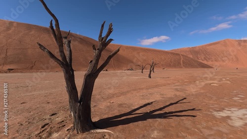 Dry trees in desert crater area at Deadvlei in Sossusvlei territory - Namibian world famous desert - African nature wonder with unique wild landscape in Namibia near South Africa