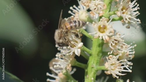 Detailed Macro Shot of Honey Bee Foraging on White Flower Stem