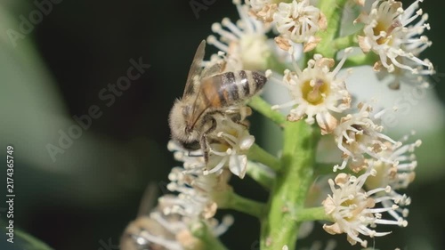 Honey Bee Feeding on White Blossom Inflorescence Macro
