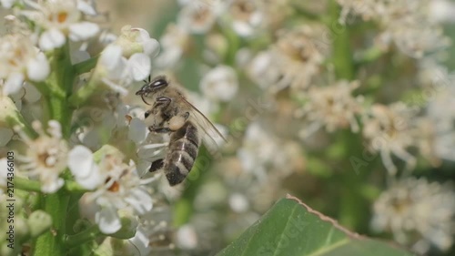 Honey Bee Feeding on White Inflorescence Close Up