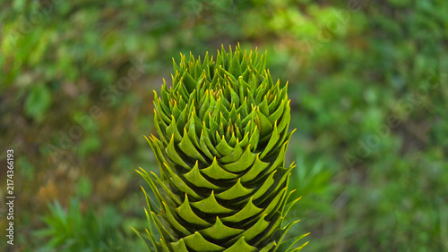 Konstfotografi Central growth point of a monkey puzzle tree branch showing geometric layered gr