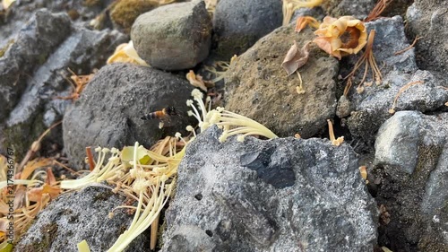 Honey bee hovering and searching for nectar on fallen flowers over rocks