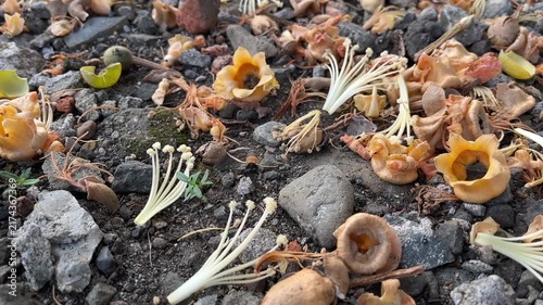 Fallen wild flowers scattered on ground with rocks and soil, close up angle