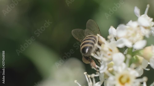Honey Bee Taking Off from White Blossoms Macro Video