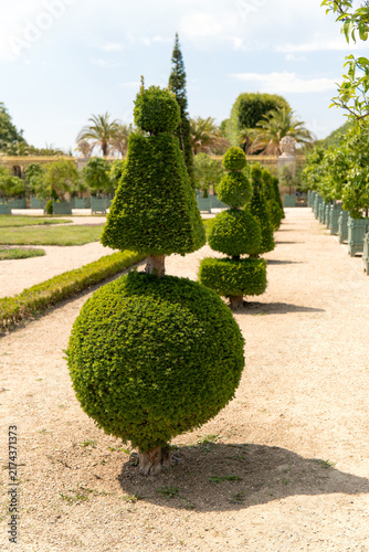 Manicured Topiary Trees Lining Sunlit Formal Garden