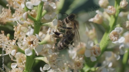 Side Profile Macro Video of Honey Bee Pollinating White Flowers