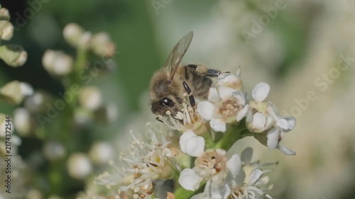 Honey Bee Hovering and Taking Flight from White Flowers