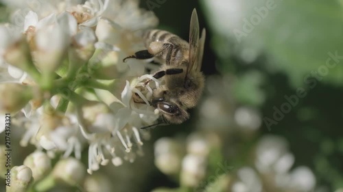 Macro Video of Honey Bee Crawling on White Flower Cluster