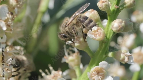 Honey Bee Taking Off from Flower Cluster Macro Video