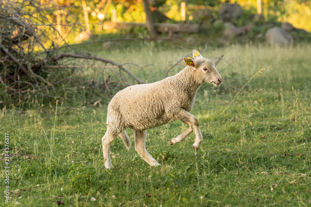 Obraz premium Young lamb running through a sunlit green meadow at golden hour, surrounded by soft grass and trees in a peaceful rural countryside setting