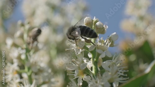 Honey Bee Hovering Near White Flowers Low Angle Macro