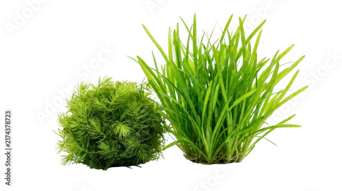 Two lush green aquatic plants for aquarium decoration isolated on transparent background