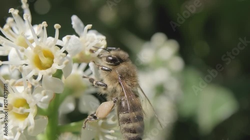 Honey Bee with Pollen Baskets Foraging on White Flowers