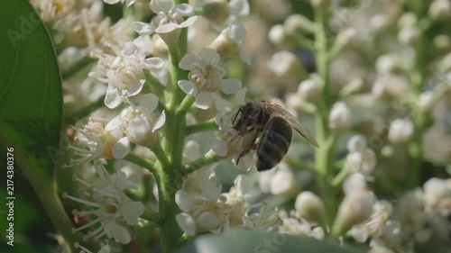 Honey Bee Flying Away from White Flowers Macro Video