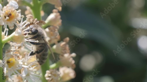 Macro Close Up of Honey Bee Feeding on Small White Flowers