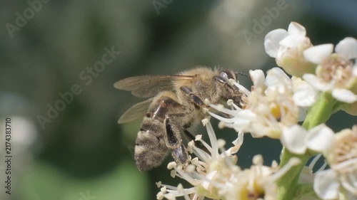 Honey Bee Steady on White Flower Cluster Macro Shot