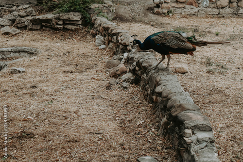 Konstfotografi peacock standing on stones