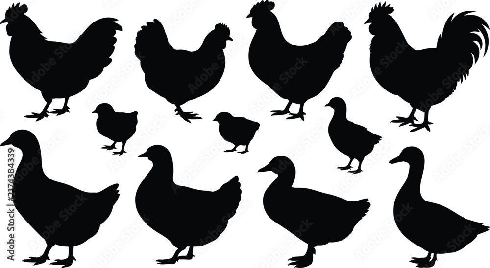 Obraz premium Collection of black silhouettes of chickens, roosters, hens, and chicks in various poses isolated on a white background, for farm and, poultry themed projects