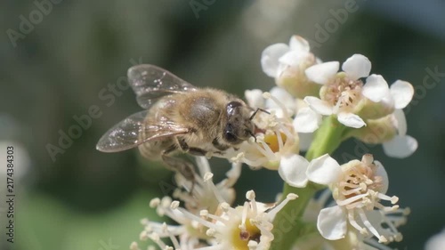 Honey Bee Taking Off from White Blossoms Macro Video