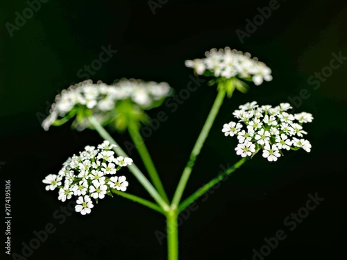 Photography Meadow chervil against a dark background