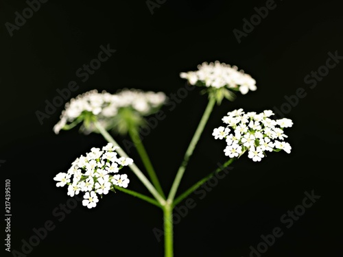 Photography Meadow chervil against a dark background