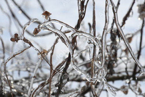 Foto Macro shot of dry hop cones (Humulus lupulus) fully encased in a thick, crystal-