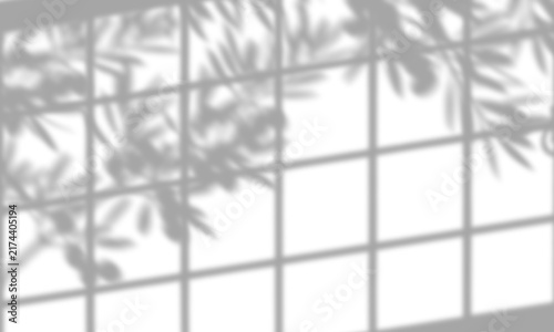 Soft Window Pane Shadow Overlay with Olive Branch Foliage
