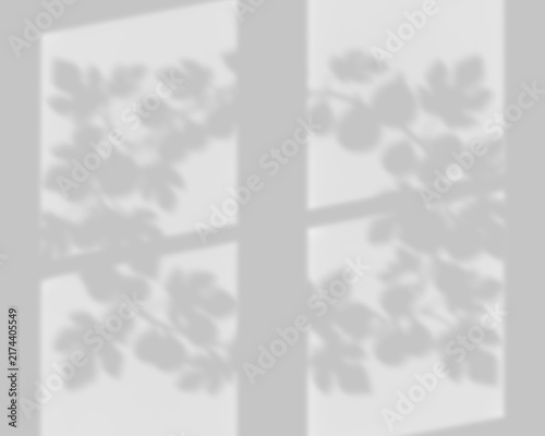 Soft Window Frame Shadow Overlay with Fruiting Fig Tree Branches
