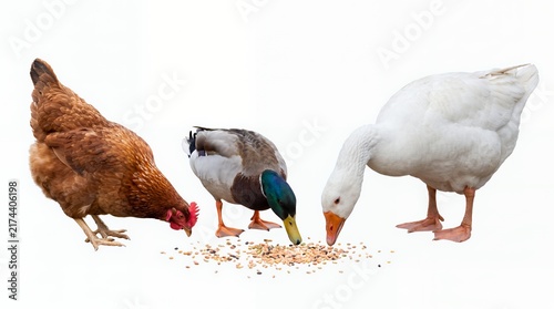 Angled Chicken Duck Goose Pecking Isolated White Background
