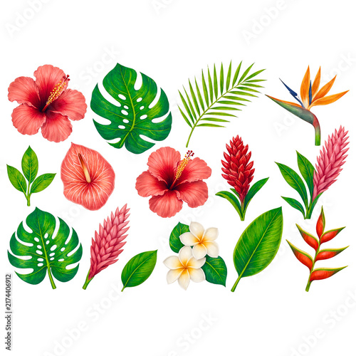 Tropical flowers and exotic palm monstera leaves collection set isolated on black background