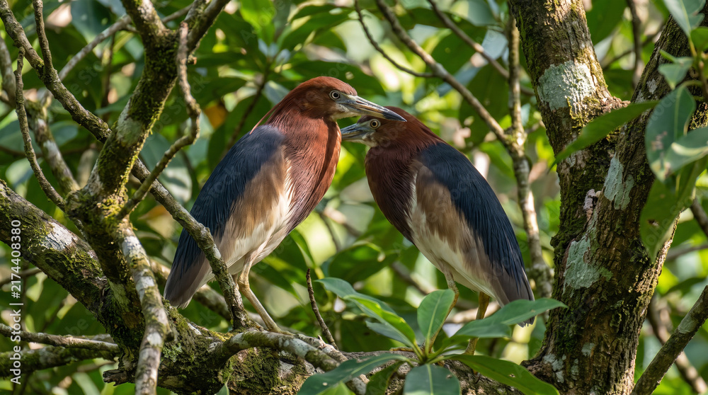 Fototapeta premium Small green heron bird perched on a branch in a lush tropical forest during the sunny day