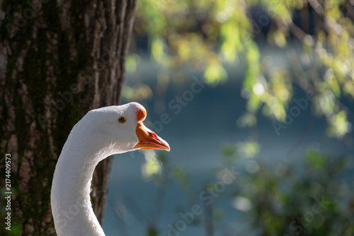 Foto detailed outdoor shot of a beautiful waterfowl bird under natural daylight