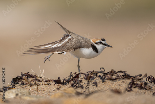 Fotografie Kentish plover (Anarhynchus alexandrinus), male - Seeregenpfeifer