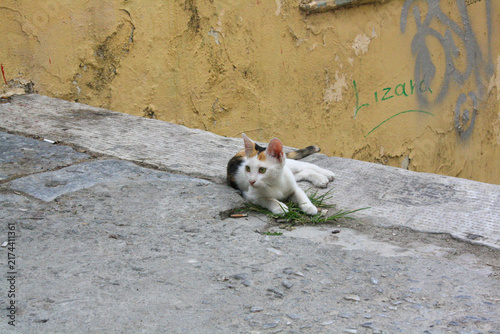 Canvas Print chat errant dans les rues d'Athenes