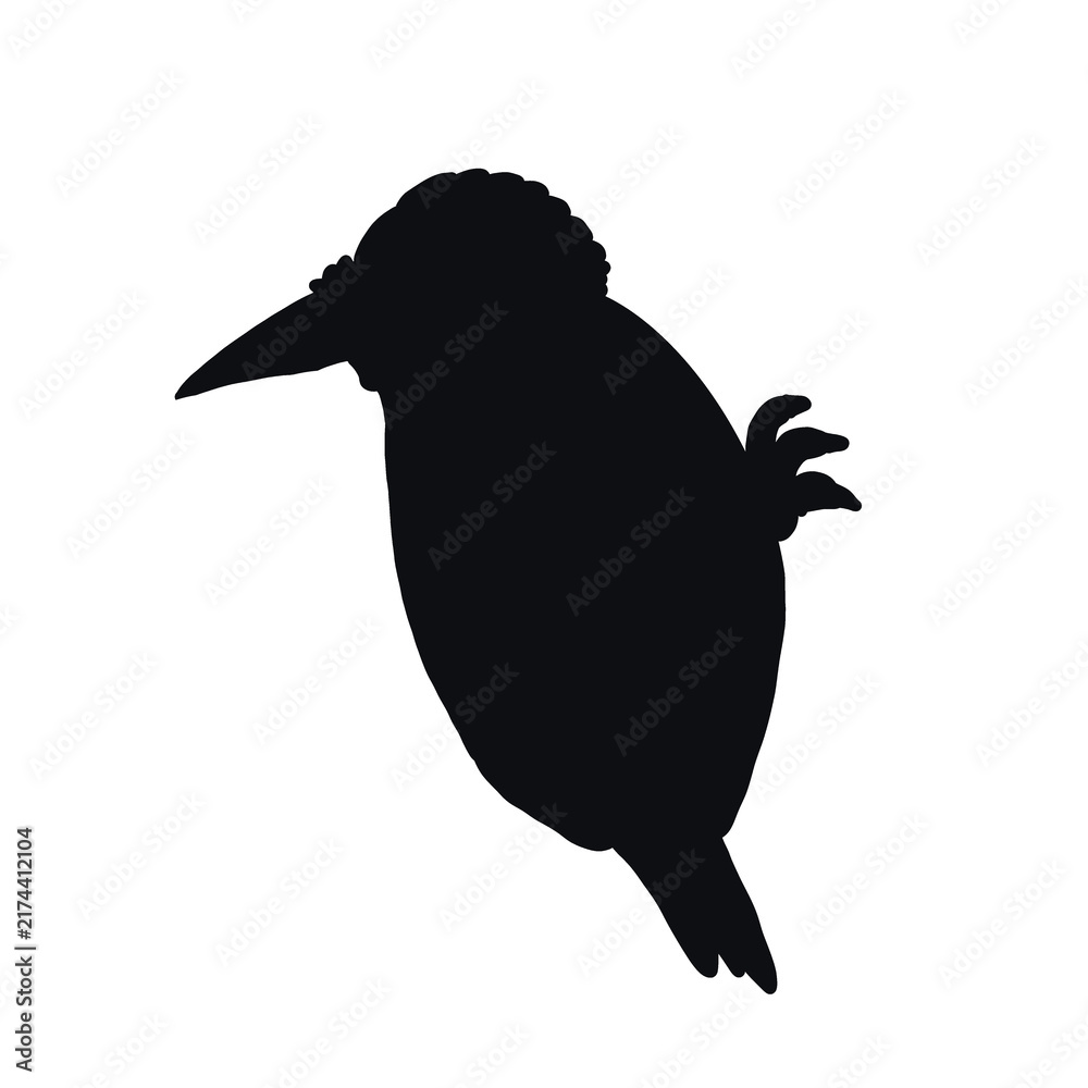 Naklejka premium Wood Land Animals, Acorn woodpecker 