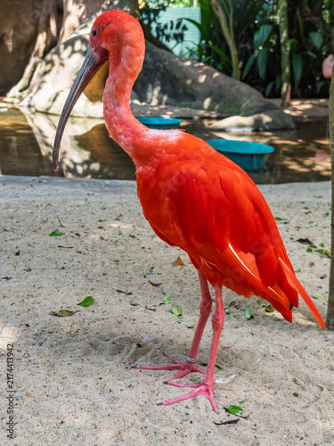 Fotografía Vibrant Scarlet Ibis Standing on Sand