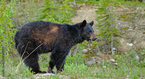 Foto Foraging Black Bear in Banff National Park