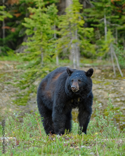 Bild auf Leinwand Foraging Black Bear in Banff National Park
