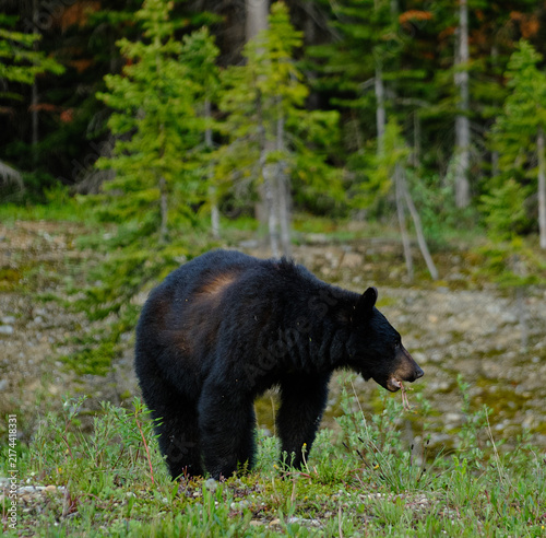 Foraging Black Bear in Banff National Park