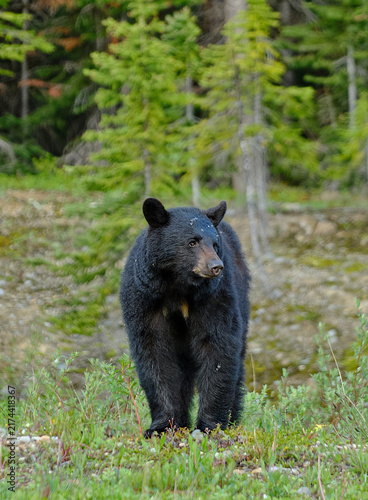 Foraging Black Bear in Banff National Park