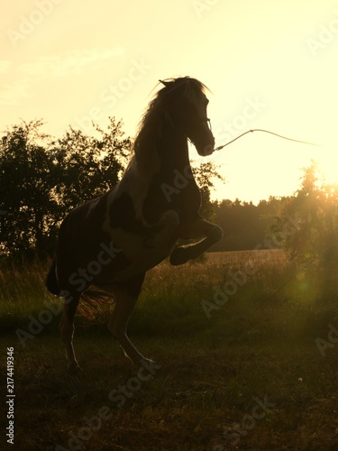 Wild steigendes geschecktes Pferd im Gegenlicht der untergehenden Sonne