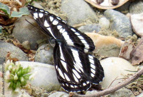 Neptis rivularis butterfly in Romania