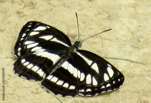 Neptis rivularis butterfly perching on dry soil
