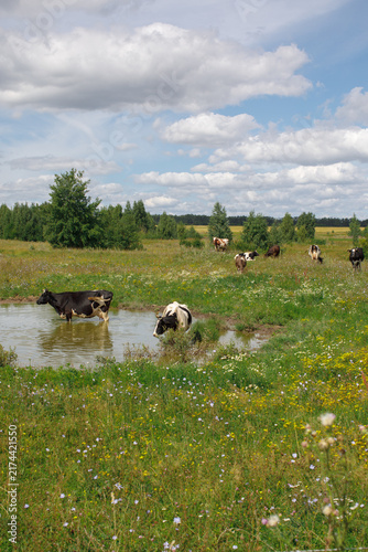 Konstfotografi Cattle grazing and standing in a waterlogged meadow beneath a bright summer sky