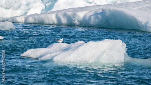 Foto Beautiful ice fragments from Vatnajokull glacier drifting across Jokulsarlon lagoon before reaching the sea, with a small bird resting on the ice during summer in Iceland