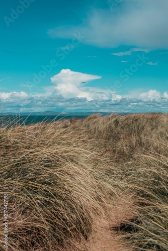Cuadro en lienzo Windswept fescue grasses anchors shifting sand dunes where wild coast meets sea