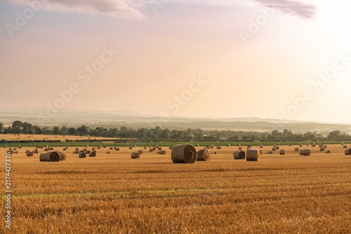 Wrapped round bales of hay on golden fields 