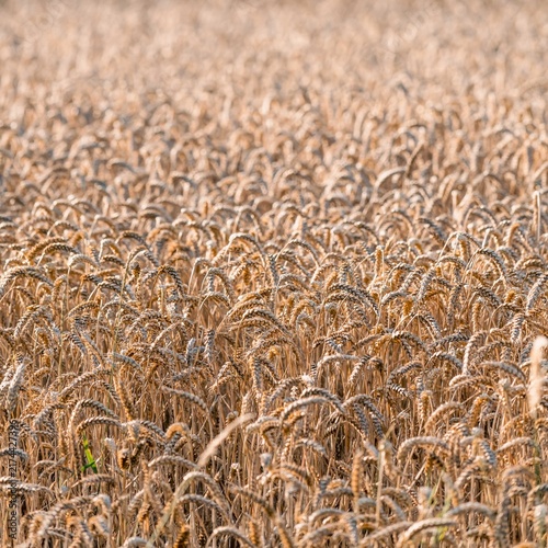 Dry, ripe stalks of grain glow in shades of gold and amber, rustling faintly in occasional hot gusts of wind